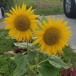 Meet your Posher, Renee